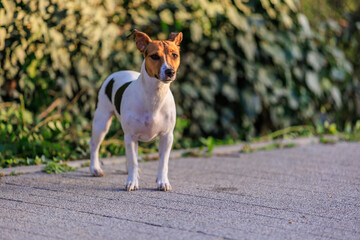 Cute Jack Russell Terrier dog on the sidewalk near the house. Pet portrait with selective focus and copy space