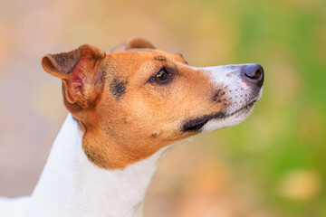 A cute Jack Russell Terrier dog walks in nature. Pet portrait with selective focus and copy space