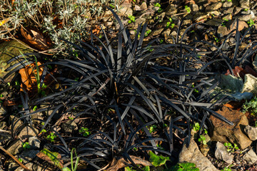 Ophiopogon planiscapus 'Nigrescens' a spring summer evergreen black grass like flowering plant with a purple summertime flower commonly known as Black Dragon, stock photo image