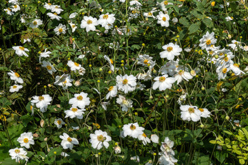 Anemone x Hybrida 'Honorine Jobert' a white herbaceous perennial summer autumn flower plant commonly known as Japanese anemone, stock photo image
