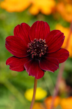 Cosmos atrosanguineus a summer flowering plant with a maroon, red summertime flower commonly known as chocolate cosmos, stock photo image