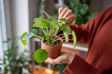 Woman inspecting leaves of Pilea peperomioides closeup, female touching and examining potted...