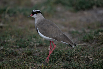 Close-up of a crowned lapwing against a background of green vegetation in a national park in Kenya