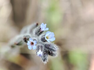 Blue blooming forget-me-not buds on a blurry background in early spring