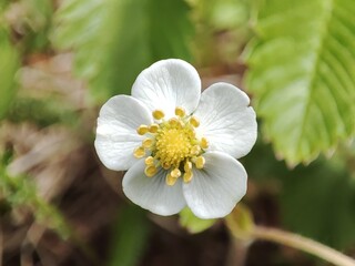 blossoming strawberry flower in the forest in early spring, macro