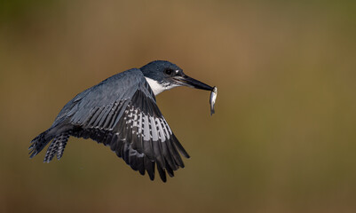 Belted Kingfisher fishing in a pond