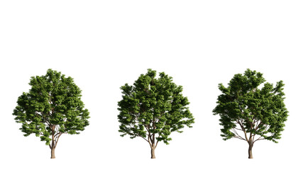 set of big trees, Acer tree, 3d rendering with transparent background