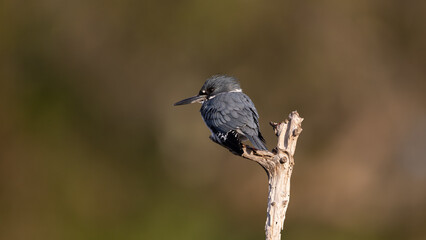 Naklejka premium Belted Kingfisher fishing in a pond