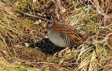 A water rail in the zugwiesen area, Germany, Europe