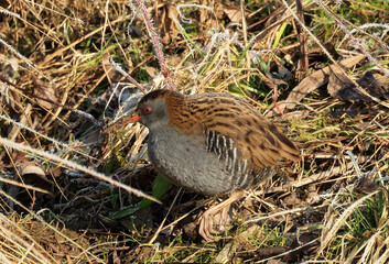 A water rail in the zugwiesen area, Germany, Europe