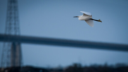 Little Egret