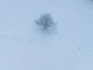 Fototapeta na wymiar Aerial view of single snow covered tree in winter.