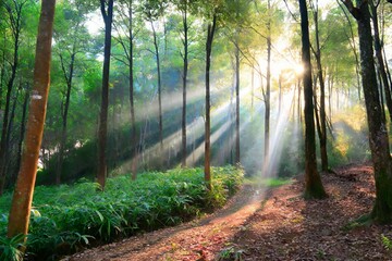 Beautiful rays of sunlight in a green forest