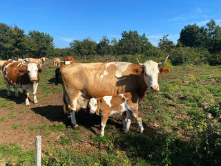 Fototapeta na wymiar Cows and calves grazing in the green mountains of Slovenia