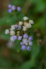 Billygoat-weed flower on blur background 