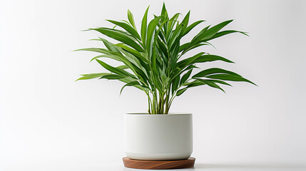 plant in a pot high definition(hd) photographic creative image