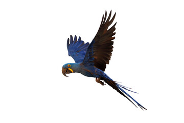 Beautiful flying Hyacinthine Macaw parrot isolated on transparent background png file