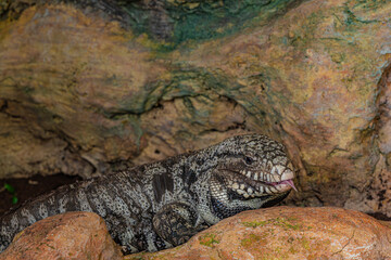 Fototapeta premium portrait of a large lizard on the rocks