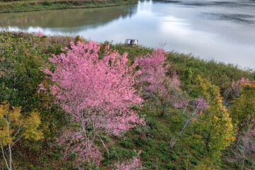Wild Himalayan Cherry. pink flowers. Closeup of Wild Himalayan Cherry (Prunus cerasoides) or sakura flower or Mai Anh Dao at Tuyen Lam lake Dalat , Vietnam.