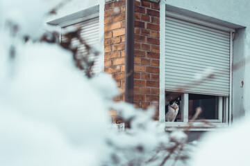 Cute young black and white cat is sitting on window ledge in winter time and enjoying the cold view over snow. Cat relaxing next to a window. - Powered by Adobe