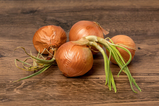 Onions sprouting during storage. Storing produce, gardening and spoiled food concept.