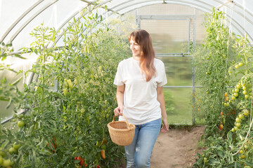 farmer examines and collects beautiful, organic tomatoes in a large greenhouse in a basket. woman working in the garden