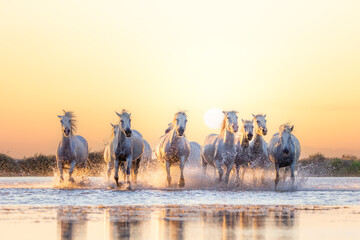 White Camargue Horses are running along the water