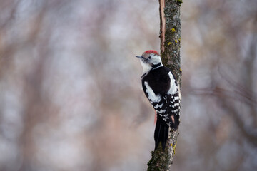 Middle Spotted Woodpecker, small bird with red cap sitting on the tree trunk