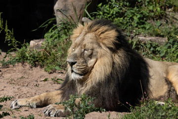 lion in the grass