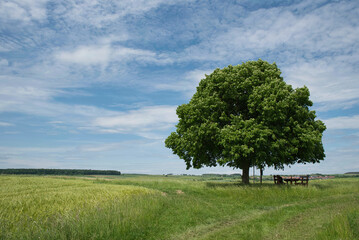 Sommer Landschaft mit Feldern und einzelner Linde