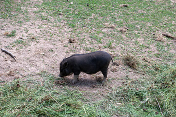 A wild boar