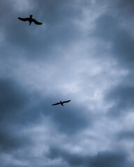Birds in Sky