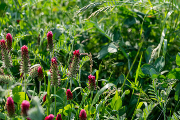 Pink clover in green nature