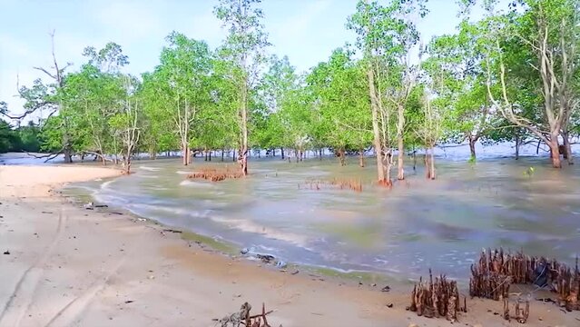 Natural View Of The Avicennia Marina Forest, Growing On The Beach At High Tide, In The Village Of Belo Laut, Indonesia
