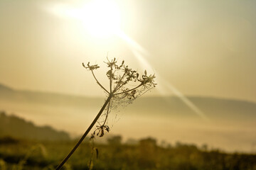 Plant with a spider web and morning dew with  sun