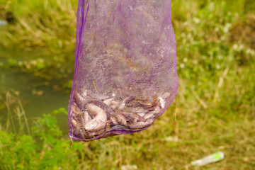 pêche du jour au Cambodge