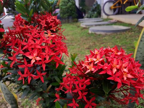 Red Ixora coccinea aka jungle geranium, flame of the woods, jungle flame, pendkuli flowers blooming in the garden.