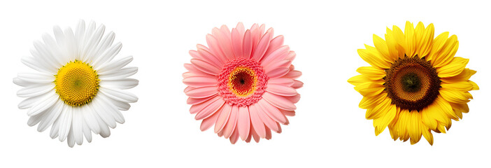 Set of vibrant blooms: pink gerbera, Yellow Sunflower, white Daisy, Isolated on Transparent Background, PNG
