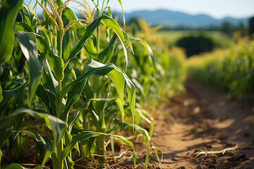 Corn crop in open field