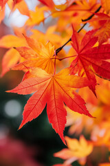 autumn leaves painted in a palette of red, orange, and yellow hues, are sharply focused against a softly blurred background