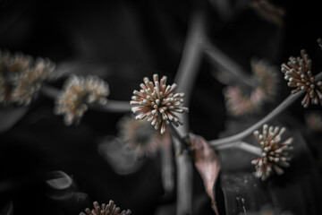 Close up of grass flower with black and white tone, abstract background