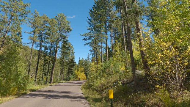A drive in Custer State Park, Black Hills, South Dakota, USA