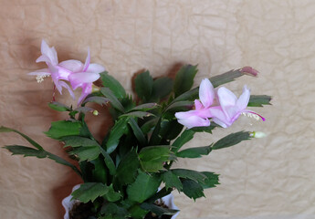 Blooming pink Schlumbergera in a pot, on a beige background, selective focus, horizontal orientation.