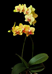 Blooming yellow Phalaenopsis orchid variety Ripple, isolated on black background, selective focus, vertical orientation.