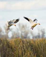 Snow geese in flight