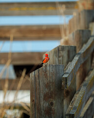 Vermillion Flycatcher