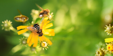 Bee collects pollen from yellow field flower in meadow on sunny day.