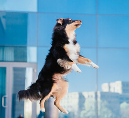 Jumping Sheltie dog. Energetic Dog Leaping in Front of Blue Glass Building