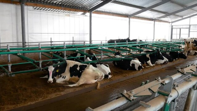 Meat and dairy production. Modern barn. Cow farm. 