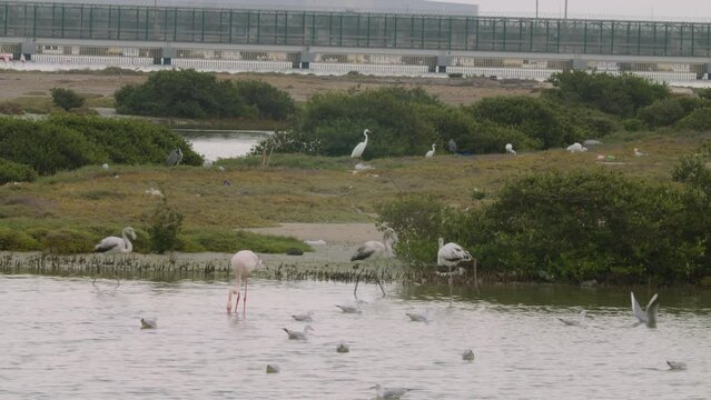 Sitra Park 11 and wildlife, water birds and plants